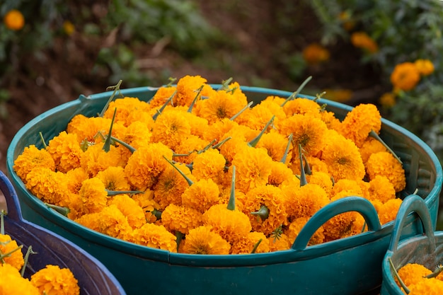 Farmers are harvesting marigold flowers in the morning.