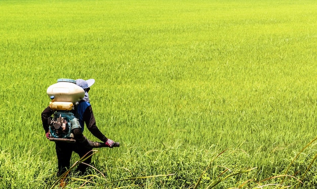 Farmers are injecting pesticides protect plants at rice fields