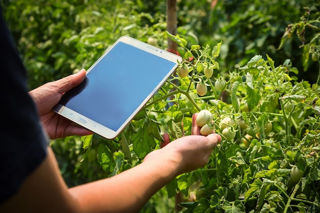 Farmers are inspecting tomatoes that are near cooked and are waiting for harvest on the farm.