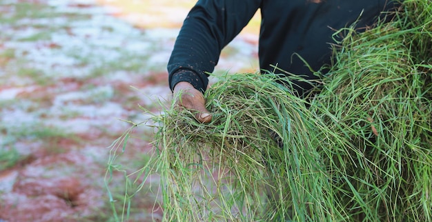 Farmers are planting Pangola grass to feed their animals