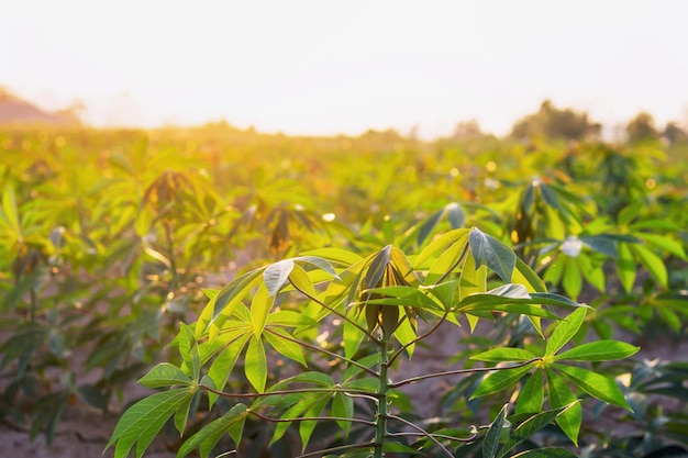 Farmers' cassava plantation There is a soft sunlight in the evening.