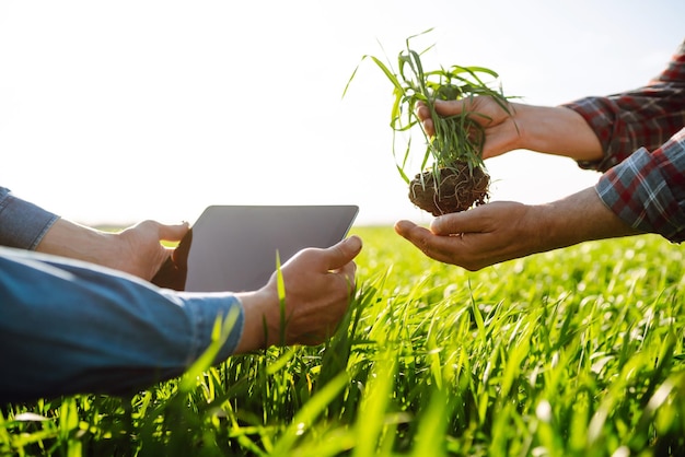 Farmers discuss agricultural issues on young wheat in field Agriculture gardening or ecology concept