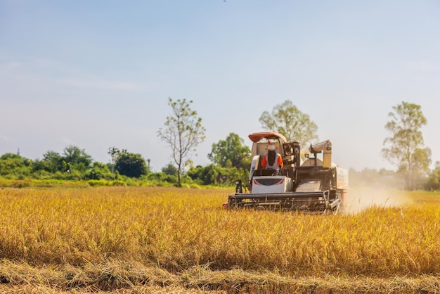 Farmers drive a Harvester car during the rice harvesting season on a farm in Ratchaburi Thailand