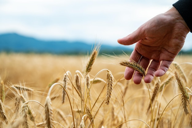 Farmers hand gently touching a golden ripe ear of wheat