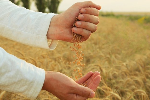 Farmers hands with cereal grain closeup on the background of a wheat field