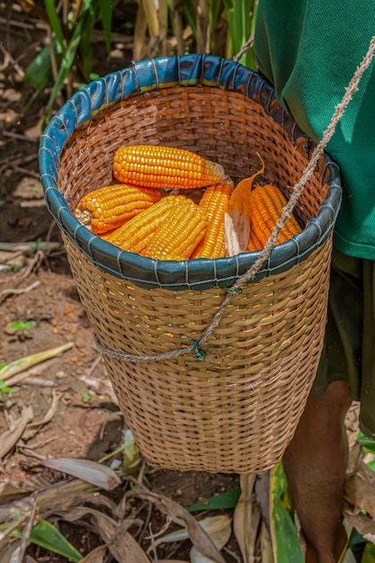 Farmers harvesting corn in the midday