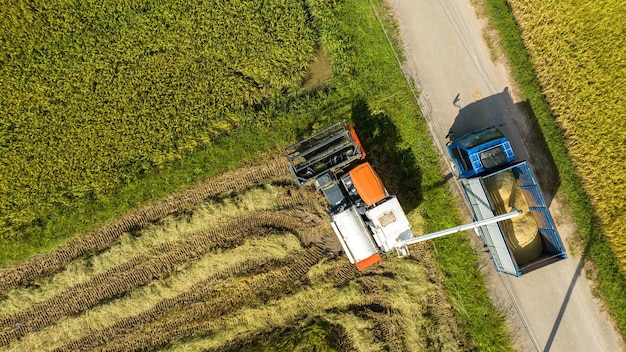 Farmers harvesting organic paddy rice with a combine tractor Mini combine harvester machine harvesting mature rice in an agricultural field Thailand