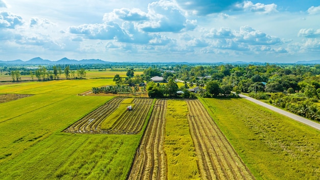 Farmers harvesting organic paddy rice with a combine tractor Mini combine harvester machine harvesting mature rice in an agricultural field Thailand