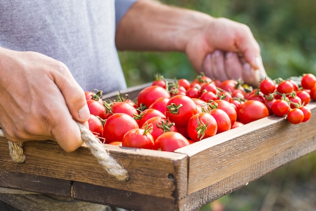 Farmers holding fresh tomatoes. Healthy organic foods