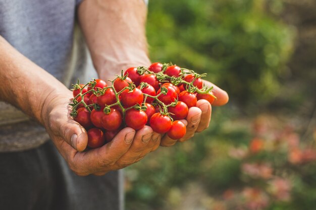 Farmers holding fresh tomatoes. Healthy organic foods