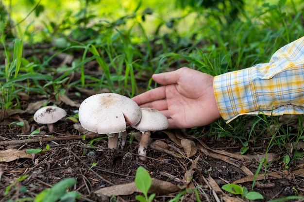 Farmers pick mushrooms in the natural forest