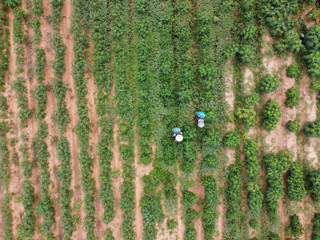 Farmers spray toxic pesticides on agricultural plots.