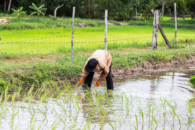 Farmers taking care of rice seedlings in rice fields