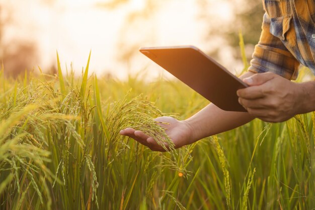 Farmers use tablet computers to check their fields They are used for planning care and postplanting analysis Agricultural technology concepts