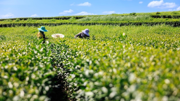 Farmers woman picking little green tea leaves in a tea plantation