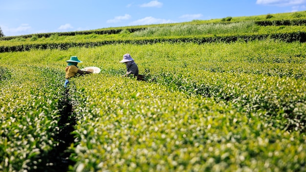 Farmers woman picking little green tea leaves in a tea plantation