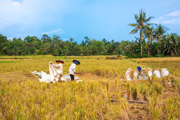 Farmers working on rice field on Bali Asia harvesting rice