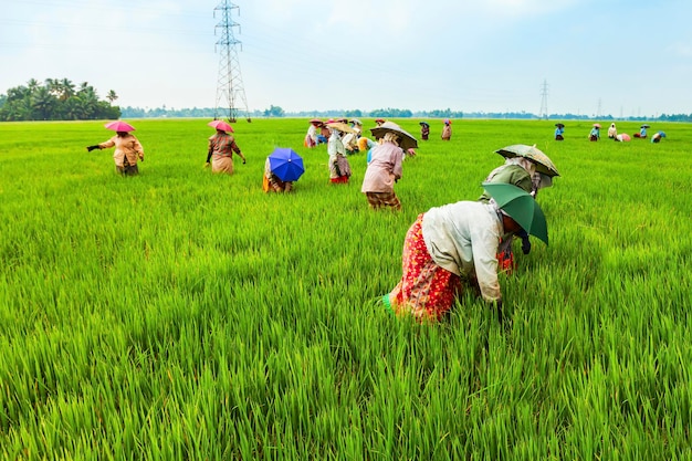 Farmers working in rice field