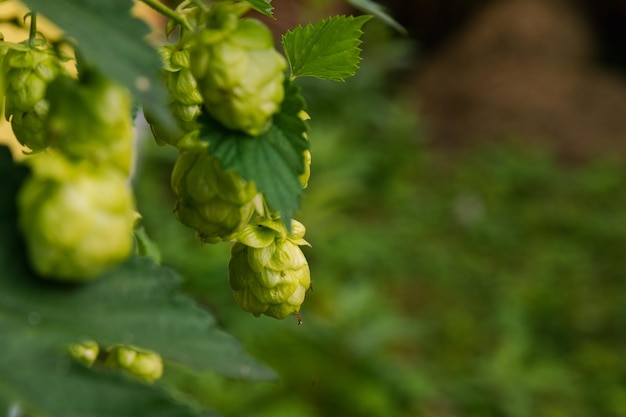 Farming and agriculture concept green fresh ripe organic hop cones for making beer and bread close u