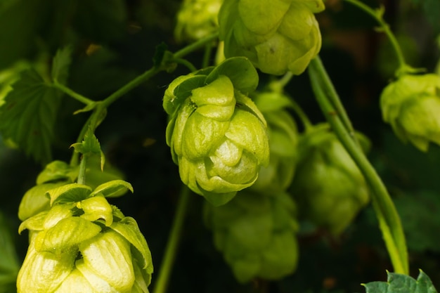 Farming and agriculture concept green fresh ripe organic hop cones for making beer and bread close u