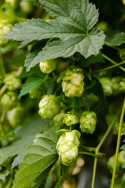 Farming and agriculture concept green fresh ripe organic hop cones for making beer and bread close u