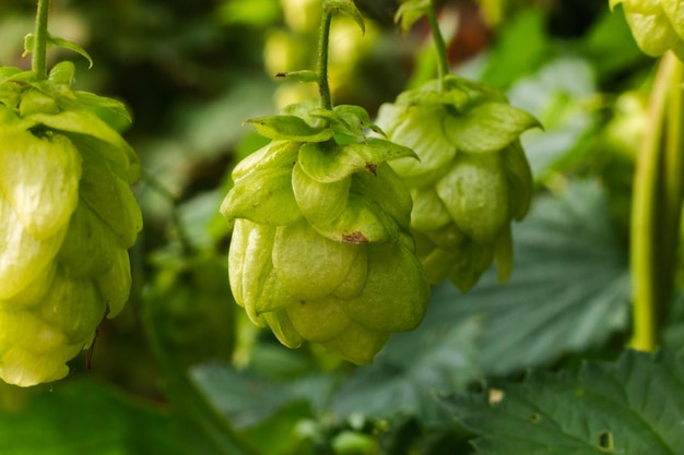 Farming and agriculture concept Green fresh ripe organic hop cones for making beer and bread close up Fresh hops for brewing production Hop plant growing in garden or farm