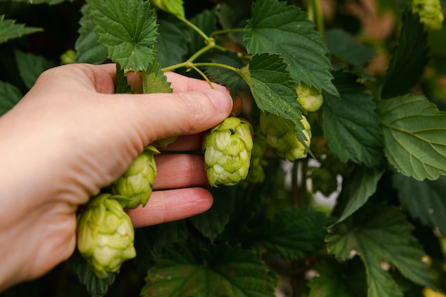 Farming and agriculture concept woman farm worker hand picking green fresh ripe organic hop cones fo