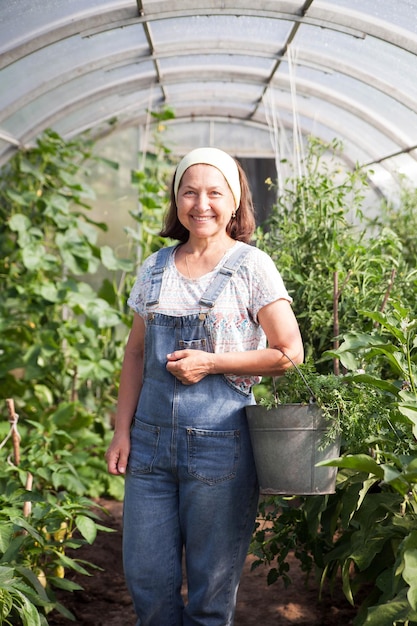 Farming gardening agriculture old age and people concept senior woman or farmer growing cucumbers at greenhouse on farm