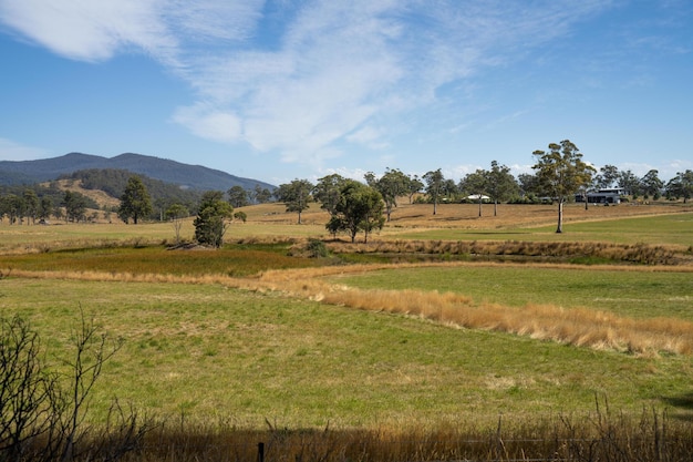 Farming landscape of stud angus and wagyu bulls grazing with beautiful cows and cattle grazing on pasture in spring on a farm with a crop growing food behind with hills and trees in nature