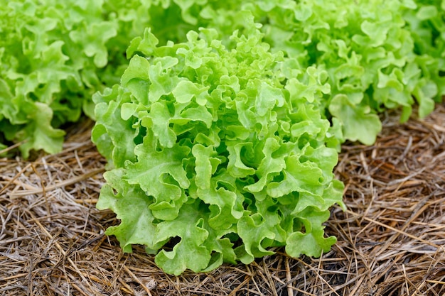 Farming organic green oak lettuce