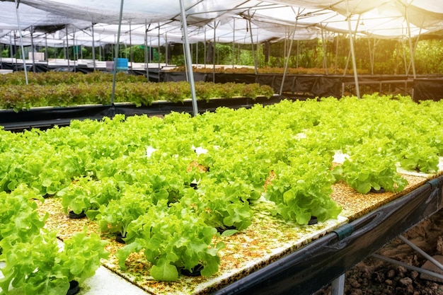 Farming organic plant green oak lettuce in plantation