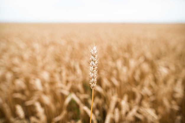 Farmland field with yellow ripe ears of wheat in sunny summer day