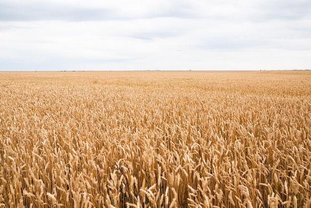 Farmland field with yellow ripe ears of wheat in sunny summer day