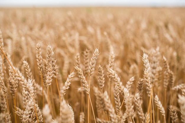 Farmland field with yellow ripe ears of wheat in sunny summer day