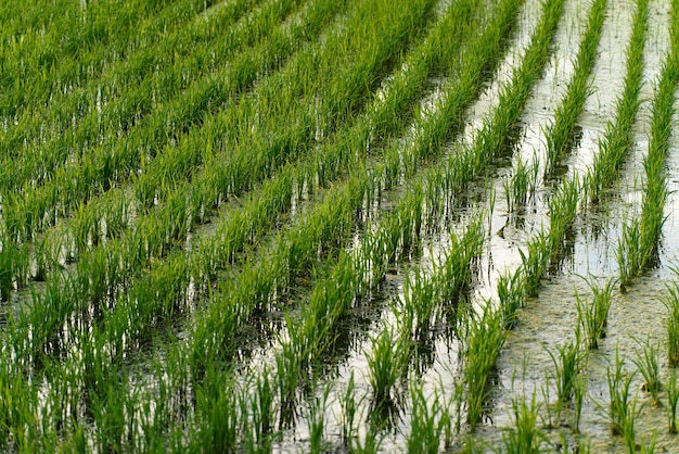 Farmland filled with water and cultivated crops