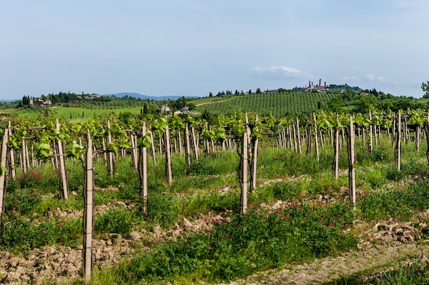 Farms with Vineyards in Italy