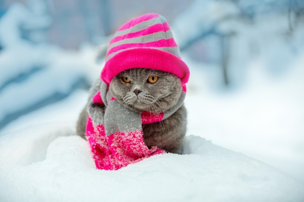 Fashion portrait of cat wearing knitting hat and scarf in snowy winter