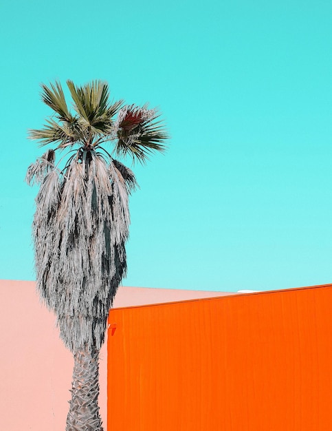 Fashion tropical minimal location Orange wall and Palm Canary islands Travel advertising stylish wallpaper