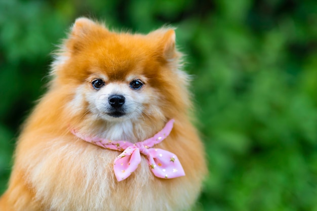 Fashionable creative lady female pomeranian spitz dog pink clothes