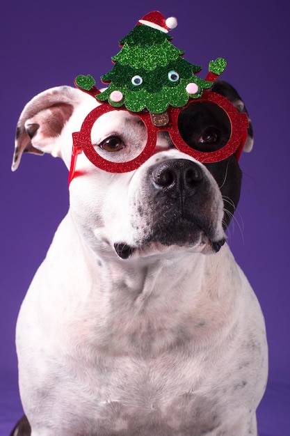 A fashionable dog in carnival glasses New Year and Christmas holidays