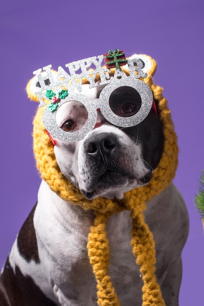 A fashionable dog in carnival glasses New Year and Christmas holidays