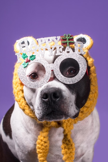 A fashionable dog in carnival glasses New Year and Christmas holidays