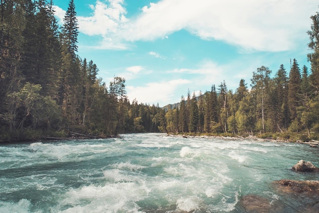 The fast flowing crystal clear waters of the River during early spring run Mountain river flows in the forest Beautiful wildlife landscape