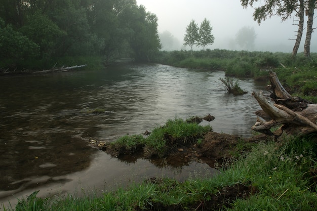 fast mountain river flows between trees. Logs on the shore.