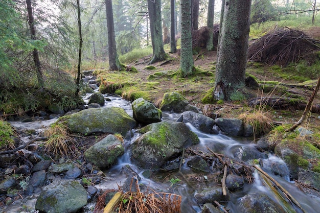 Fast river flows in coniferous mountain forest among mossy stones River Smrecianka  Western Tatras Ziarska valley Ziarska dolina Slovakia Beautiful alpine nature forest mountain landscape