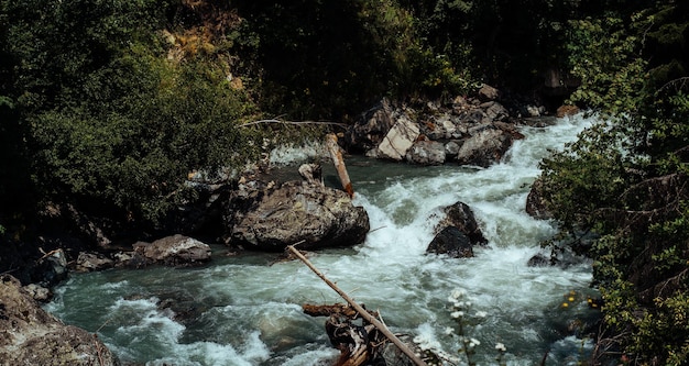 Fast river near green shore Rapid clean stream flowing on stones near coast with green plants in countryside