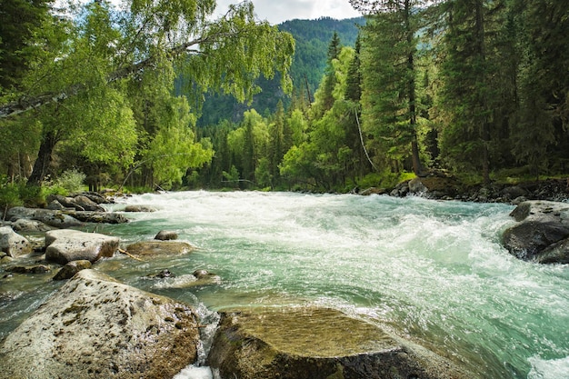 Fast water stream in mountain river with coniferous forest Altai republic Siberia Russia Beautiful scenery Wildlife of the taiga