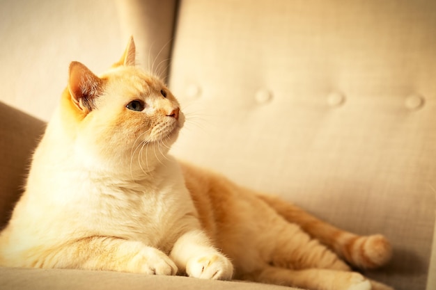 Fat beautiful red and white happy cat enjoying life