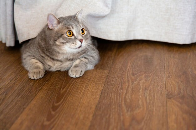 fat British cat lies on floor under curtain and looks to side