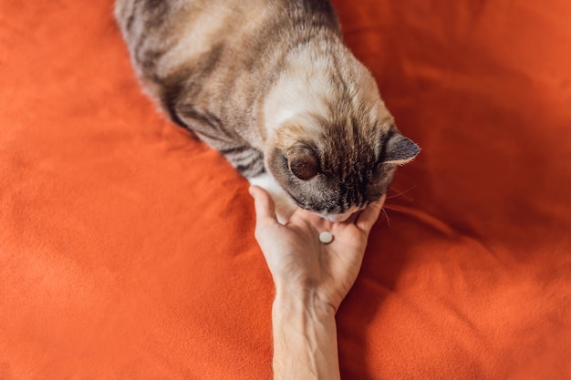 Fat eared cat takes medicine pill on an orange background